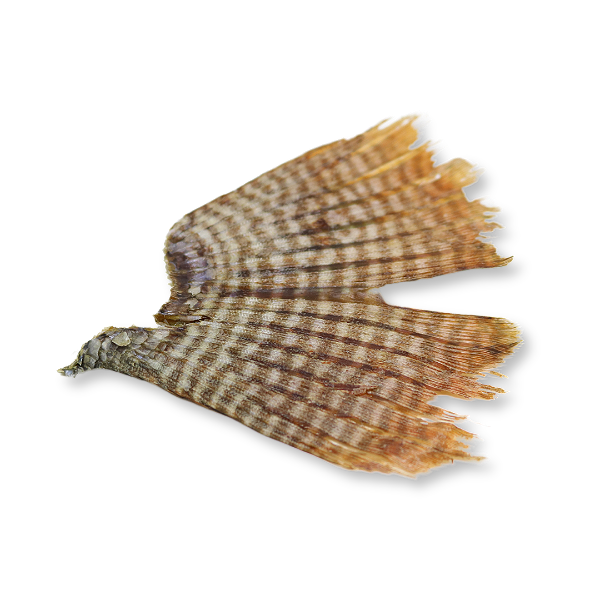 Rabinho de Peixe Barbatana de Tilápia 60g - Pet Bem