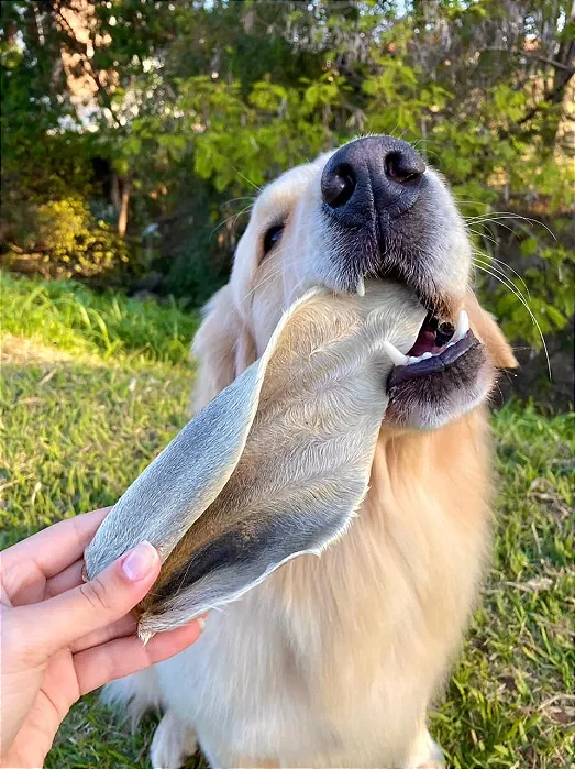 Orelha Bovina 2un - The Bull