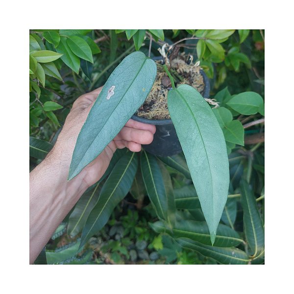 Anthurium silver leaves