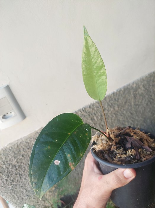 Anthurium longicuspidatum