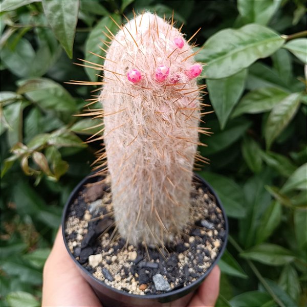 Cacto Cephalocereus Selinis "Cabelo Branco"