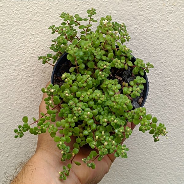 Suculenta Crassula Expansa Fragilis "Cachinhos De Anjo"