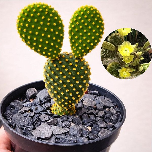 Cacto Opuntia Microdasys "Orelha De Mickey Mouse" amarelo
