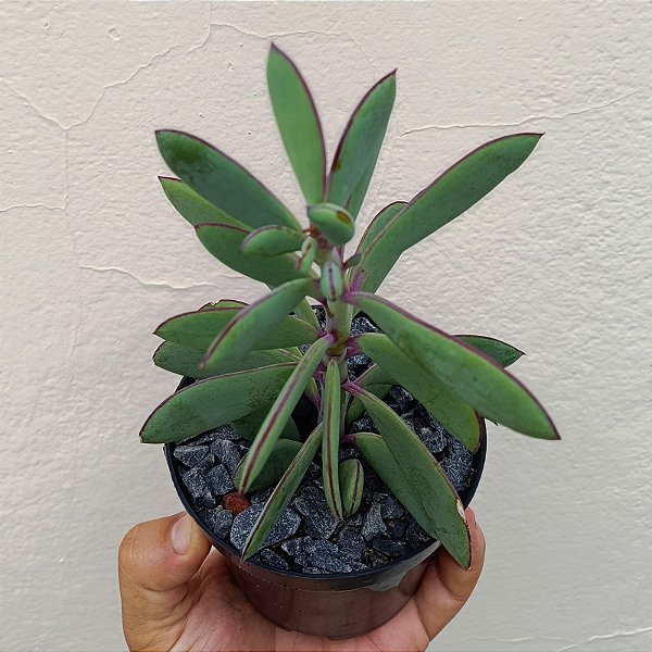 Suculenta Senecio Crassissimus