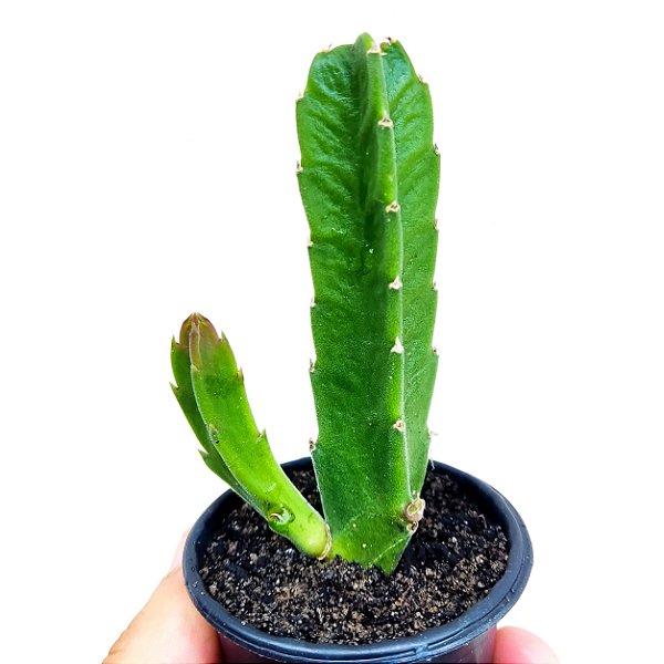 Suculenta Stapelia Hirsuta "Cacto Estrela"