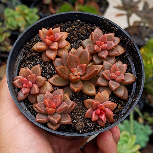 Suculenta Graptosedum Bronze