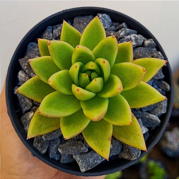 Suculenta Agavoides Estrela