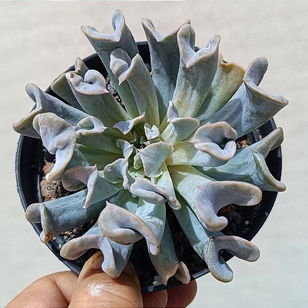 Suculenta Echeveria Topsy Turvy