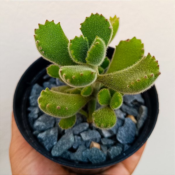 Suculenta Cotyledon Tomentosa "Patinha De Urso"