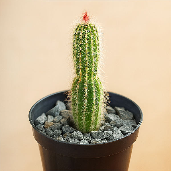 Cacto Arrojadoa Rhodantha "Rabo De Raposa"