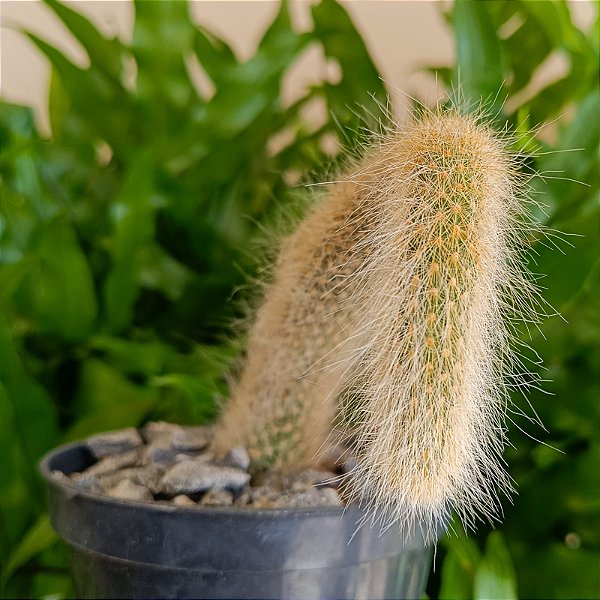 Cacto Cleistocactus colademononis "Rabo de Macaco"
