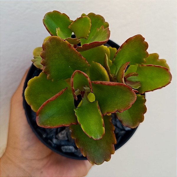 Suculenta Kalanchoe Sexangularis