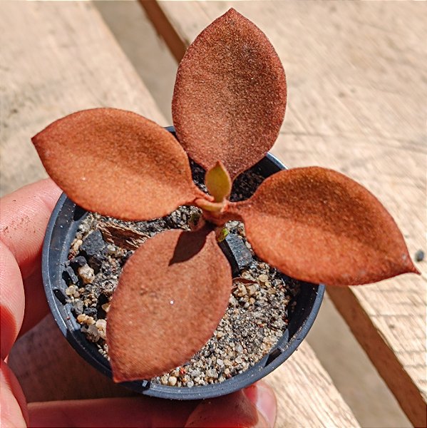 Suculenta Kalanchoe Orgyalis "Colher De Cobre"