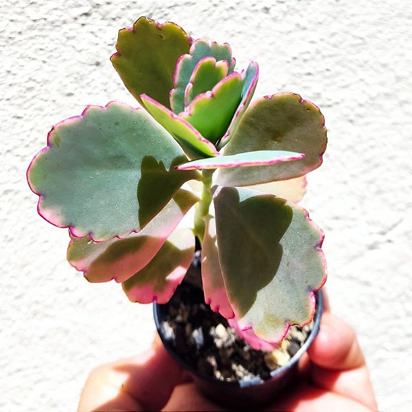 Suculenta Kalanchoe Fedtschenkoi Variegata