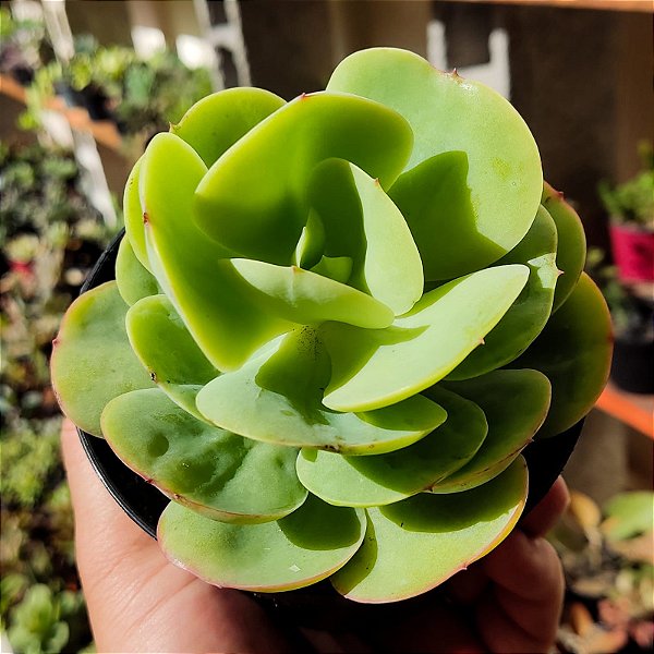 Suculenta Mandala Citrus - Momoca