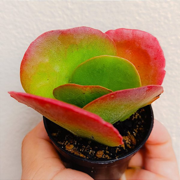 Suculenta Kalanchoe Vivien "Orelha De Elefante"