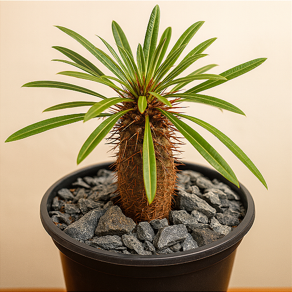 Pachypodium Lamerei "Palmeira de Madagascar"