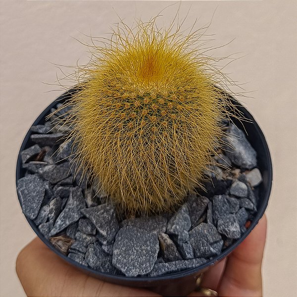Cacto Eriocactus Leninghausii