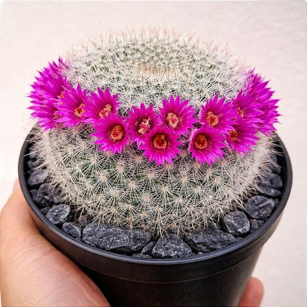 Cacto Mammillaria Hahniana