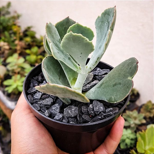 Suculenta Cotyledon Orbiculata