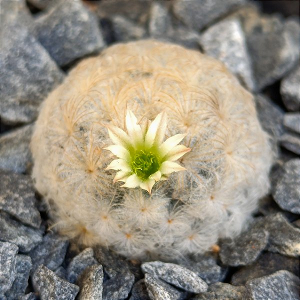Cacto Mammillaria Plumosa