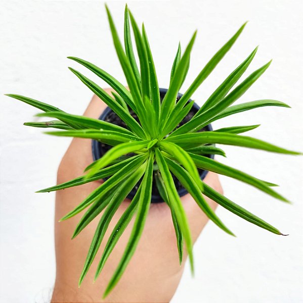 Suculenta Peperomia Ferreyreae