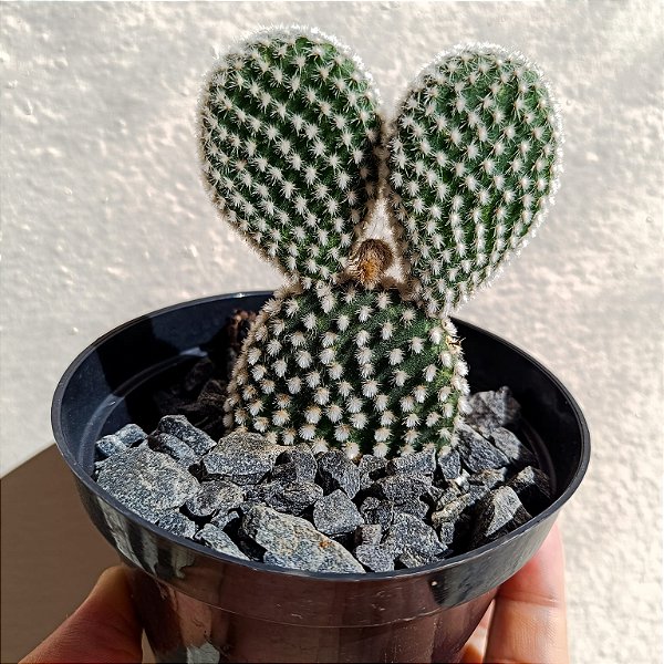Cacto Opuntia Microdasys "Orelha De Mickey Mouse" branco