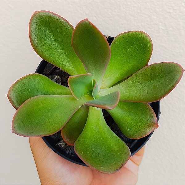 Echeveria Sem ID 01