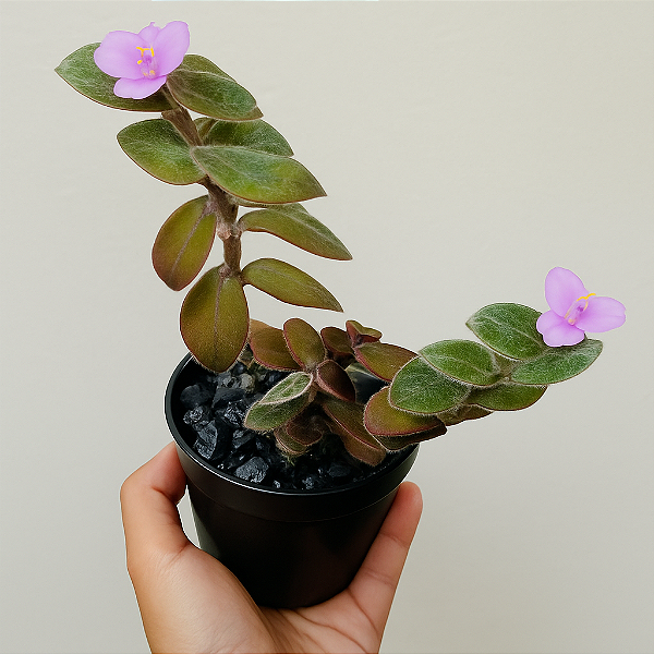 Suculenta Tradescantia Sillamontana "Veludo Branco"