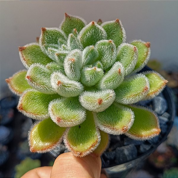 Suculenta Echeveria Doris Taylor