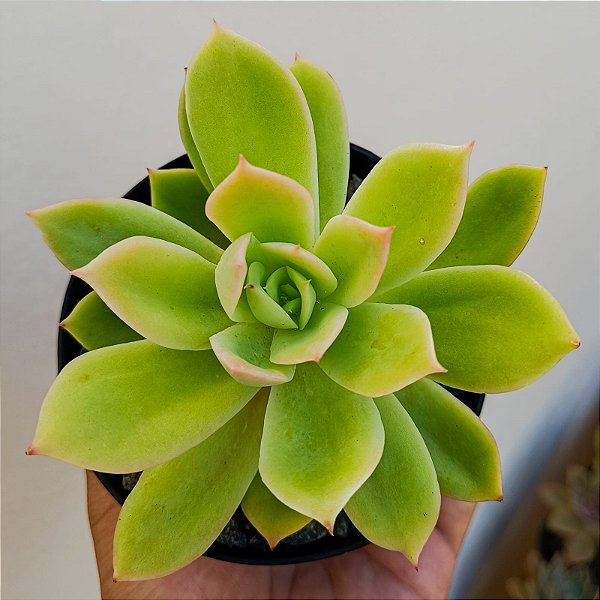 Suculenta Echeveria Golden Glow