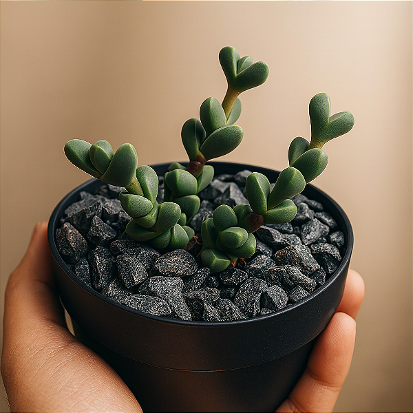 Suculenta Delosperma Lehmanii "Coração Partido"