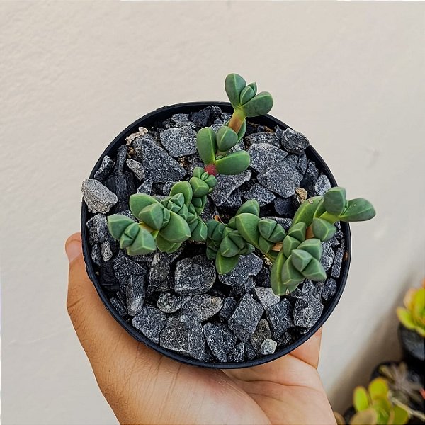 Suculenta Delosperma Lehmanii "Coração Partido"