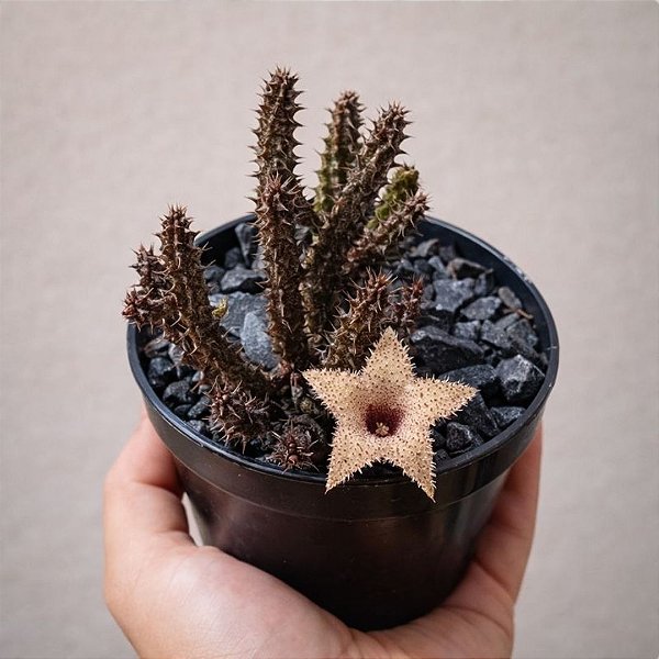 Suculenta Stapelianthus decaryii