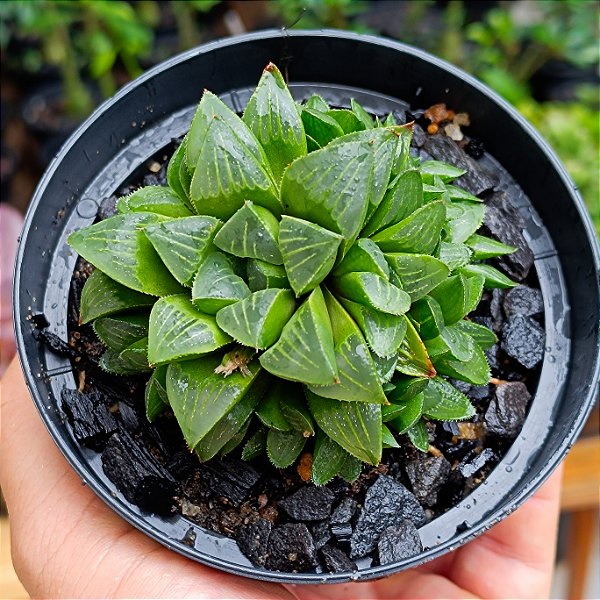 Suculenta Haworthia Retusa