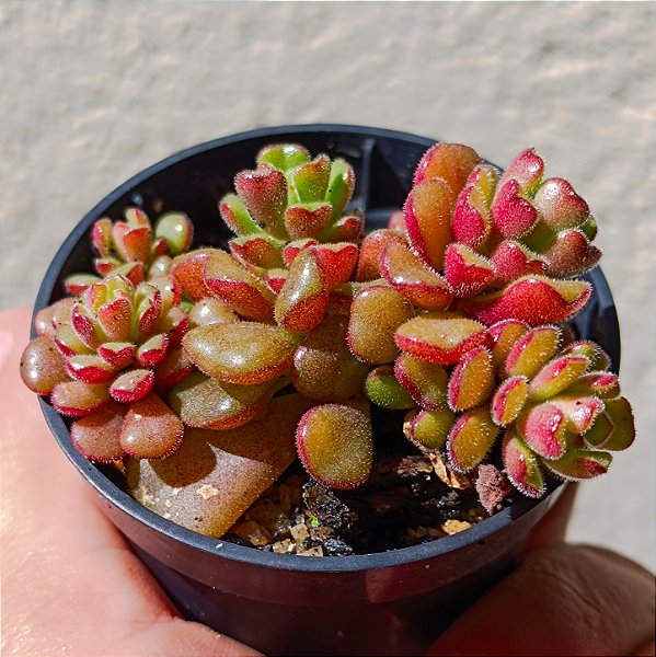 Suculenta Sedum versadense v. chontalense
