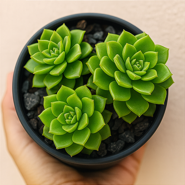 Suculenta Sedeveria Letizia
