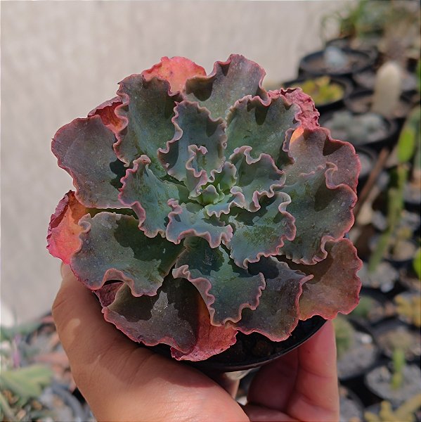 Suculenta Echeveria Shaviana Neon Breakers