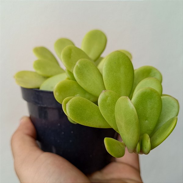 Suculenta Jacobsenii pendente