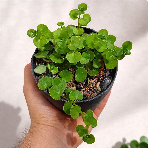 Suculenta pendente NI