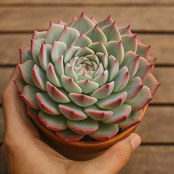 Suculentas Echeveria Chihuahuensis