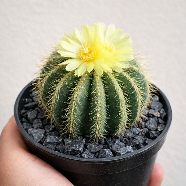 Eriocactus Magnificus