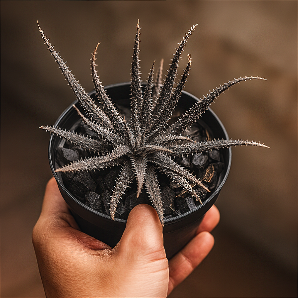 Suculenta Aloe Humilis