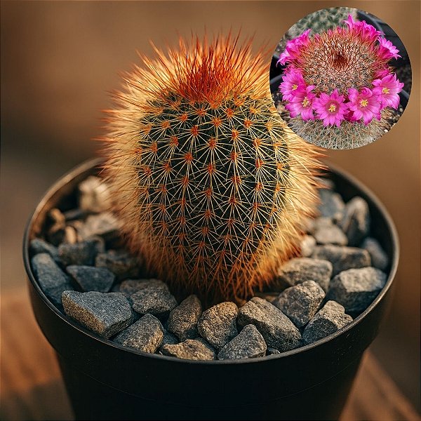 Cacto Mammillaria Spinosissima – Encanto Espinhado para Ambientes Vibrantes