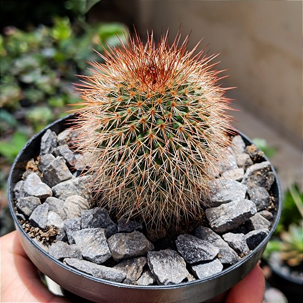Cacto Mammillaria Spinosissima