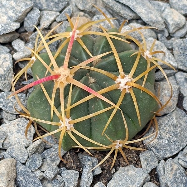 Ferocactus Macrodiscus