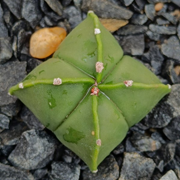 Astrophytum Nudum 4K