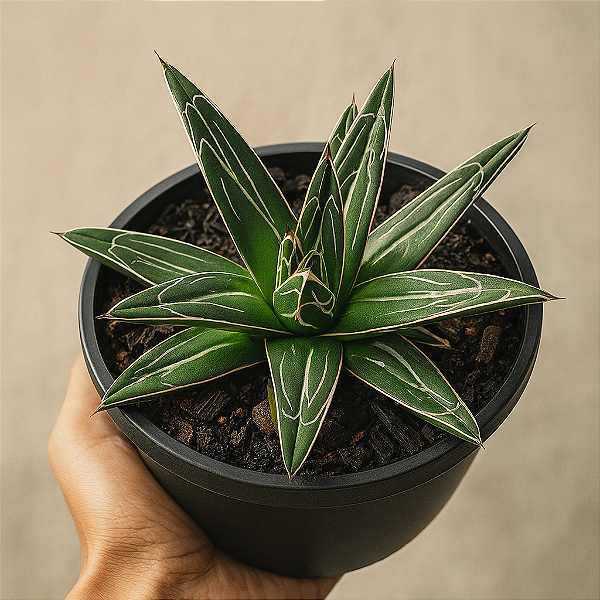 Suculenta Agave Victoriae Reginae | Rara e Exclusiva