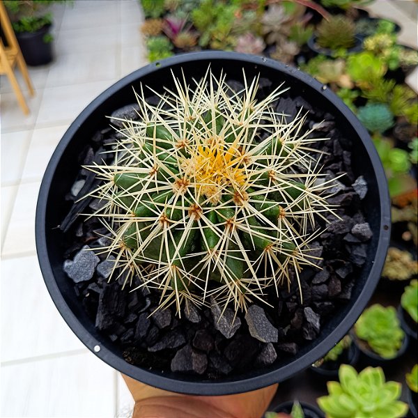 Cacto Echinocactus Grusonii