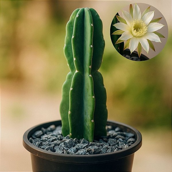 Cacto Mandacaru "Sem Espinhos"